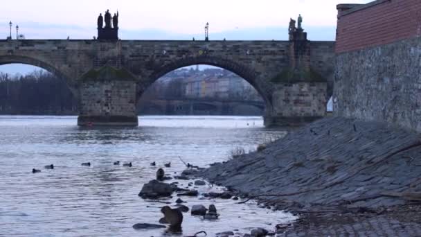 Zooming Károly Hídon Éjjel Moldva Riválisonkét Fehér Hattyú Kacsák Felszínen — Stock videók