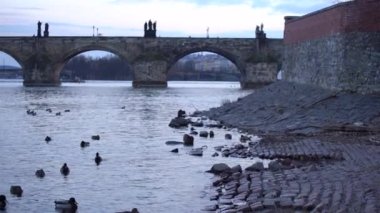 Gece Vltava nehrinde Charles Köprüsü 'nde iki beyaz kuğu, kıyıdaki Vltava nehrinin yüzeyinde ördekler ve arka planda Prag' ın merkezinde binalar var.