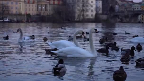 Zooming Károly Hídon Éjjel Moldva Riválisonkét Fehér Hattyú Kacsák Felszínen — Stock videók