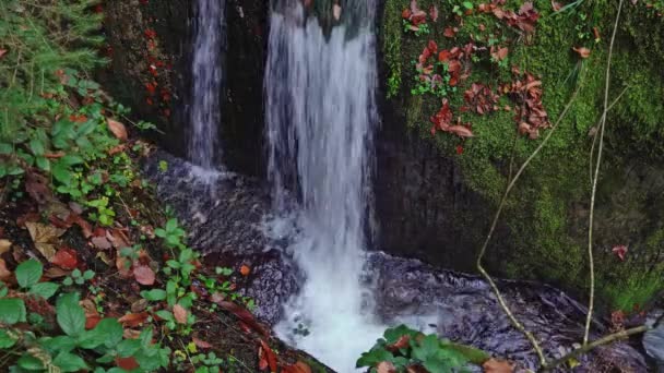 ドイツ ブラックフォレストの秋には エデルフルエングレープ と呼ばれる滝があります 緑の苔むした石とオレンジの葉を持つ森の中の神秘的な滝 — ストック動画