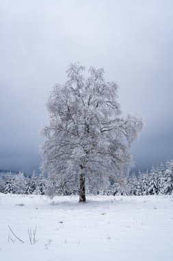 Almanya 'da yoğun kar yağışı sonrası Kara Orman Dağları' nda yapayalnız karla kaplı ağaç