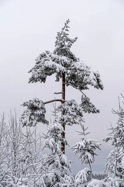 Eenzame Besneeuwde Boom Het Zwarte Woud Bergen Zware Sneeuwval Duitsland Stockfoto