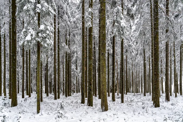 Scenic Winter Landschap Het Zwarte Woud Bergen Zware Sneeuwval Duitsland Rechtenvrije Stockafbeeldingen