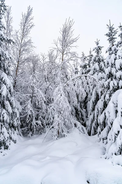 Scenic Winter Landschap Het Zwarte Woud Bergen Zware Sneeuwval Duitsland Stockafbeelding