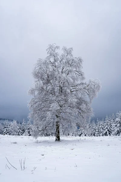 Eenzame Besneeuwde Boom Het Zwarte Woud Bergen Zware Sneeuwval Duitsland Rechtenvrije Stockfoto's
