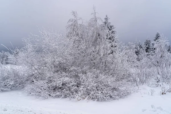 Scenic Winter Landschap Het Zwarte Woud Bergen Zware Sneeuwval Duitsland Stockfoto