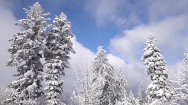 Şiddetli kar üstüne kar, bulutların, sisin ve mavi gökyüzünün önünde ağaçları kapladı.