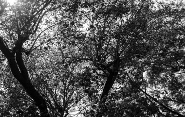 ağaç ve dallar siluet