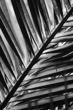 Doğanın yaprak arkaplanı soyut