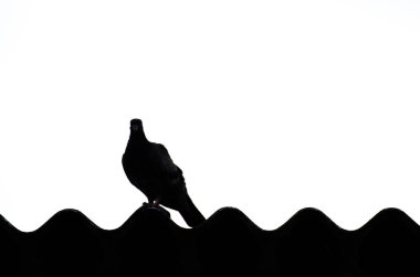 Çatıdaki kuş silueti.