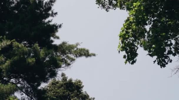 葉を持つ2本の木の枝のビューでは 一方の側に針葉樹の木ともう一方のカエデの暗い灰色の空に対して風に揺れる 焦点が変わります — ストック動画
