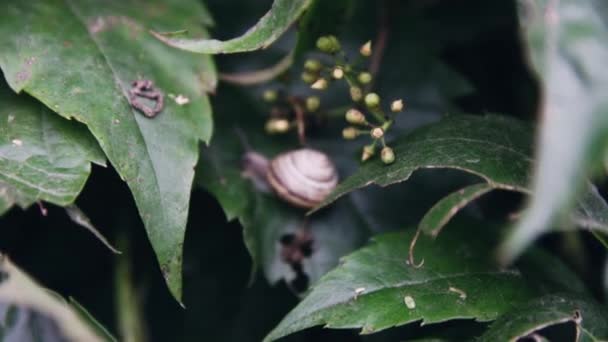 Caracol Marrón Con Tentáculos Grises Marisco Rayado Brillante Sienta Una — Vídeos de Stock