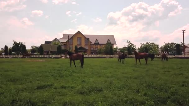 一群美丽而自豪的马 褐色的 长着黑色的鬃毛 在蓝天背景下的巨大而美丽的橘红色房子附近的有栅栏的土地上走着吃草 快速相机移动 — 图库视频影像