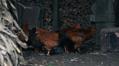 Kırsal kesimde, kırmızı ve siyah tüylü grup tavukları ve horozları yakacak odunların arka planına karşı karanlık bir ahırda dururlar ve ön planda tavuk geçitleri ve mısır çimdikleri ve ona odaklanırlar..