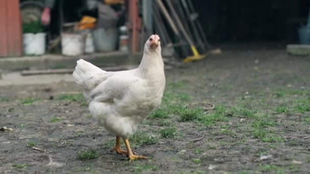 Kurczak Białymi Piórami Spaceruje Wiejskim Podwórku Gdzieś Rośnie Trawa Tle — Wideo stockowe