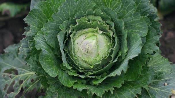 Grote Rijpe Groente Groen Vers Biologisch Zonder Ggo Chemische Toevoegingen — Stockvideo