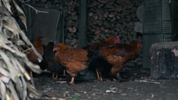 Venkovské Farmě Skupinová Kuřata Kohouti Červeným Černým Peřím Stojí Tmavé — Stock video
