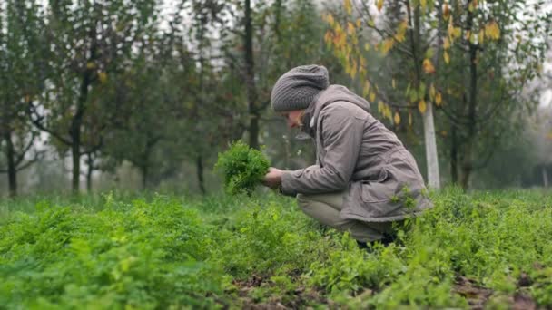 Sur Une Plantation Haute Vert Frais Utile Biologique Sans Ogm — Video