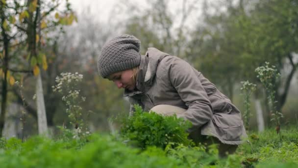 女农民头戴灰色的帽子 身穿灰色的夹克 背着迷蒙的树木 撕裂新鲜的有机绿色欧芹 在阴天把它堆在一起 用手拍片 — 图库视频影像