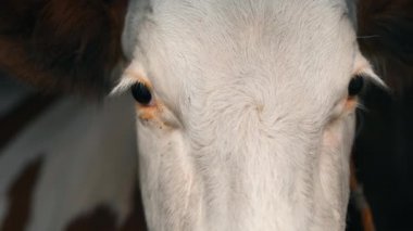 Kulaklarında kahverengi kürklü beyaz bir inek, büyük boynuzların yanında ve kafasında demir bir zincir ile, siyah gözleri ile kameraya kalın kirpikleri ile bakar ve başını çevirir.