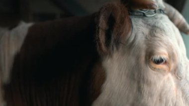 Kulağında kahverengi kürklü beyaz bir inek, büyük boynuzların yanında ve siyah gözlü, kalın kirpikli endişeli başını kasvetli bir günde sağa sola çeviriyor.