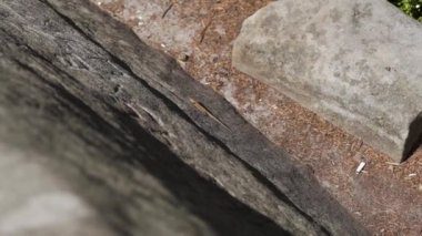 İnce gövdeli, uzun kuyruklu, çevik, kahverengi kertenkele ağaçların arasından yeşil çimlere doğru koşuyor. Kirlenmiş bölgeyi geçtikten sonra doğayı umursamayan insanlar tarafından atılan plastik şişeyle birlikte..