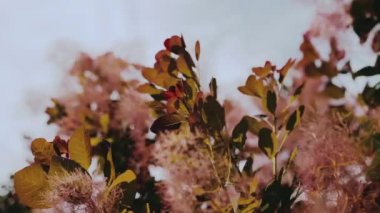 Çalı dallarında yeşil sonbahar yaprakları ve mavi gökyüzünün arka planında kabarık tüyleri andıran pembe mor solmuş çiçekler.