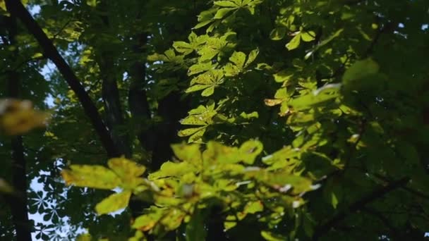 緑の栗の葉 環境の負の影響から暗いスポットで覆われて木の枝に掛け 太陽がいくつかの部分に輝く — ストック動画
