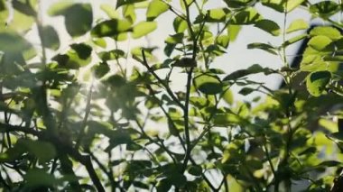 Çalının taze yeşil dalları arasında güneş ışınları parlak ve sıcak bir günde yarılır.