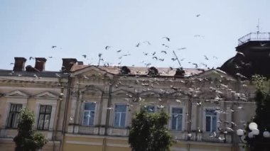 Bir güvercin sürüsü ağaçların arasında uçuyor ve açık mavi gökyüzüne karşı binanın ön cephesinde oturuyor.