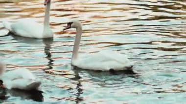 Göldeki en büyük uçan kuğular, dilsiz kuğu, trompetçi kuğu ve vızıldayan kuğu da dahil. Kuğular genelde ömür boyu çiftleşirler. Biyolojik çeşitliliğin korunması, kuğuların biyolojik çeşitliliği ekosistem, kuşlar