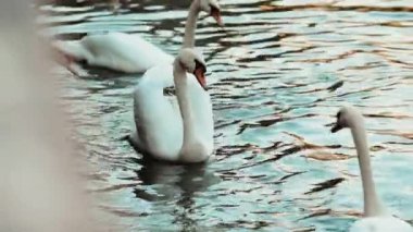 Kuğular insanlardan korkmaz bu yüzden köprünün yanındaki gölde tırabzanlarla yüzerler. Bir kuş uçmak üzereydi ve güzel büyük kanatlarını kaldırmaya ve açmaya başladı..