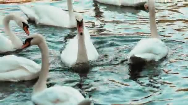 Een Kudde Witte Zwanen Zwemmen Middags Het Water Het Meer — Stockvideo