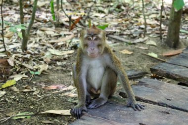 Filipinler 'in Palawan Adası' ndaki yağmur ormanında arsız görünen bir maymun. Hayvanlar korunan bir bölgede yaşıyor ve turistler için önemli bir yer..