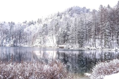 Almanya, Bavyera 'da soğuk bir günde Alpsee Gölü' nde kış manzarası. Ağaçlar ve dağlar karla kaplıdır. Yansımalar suda..