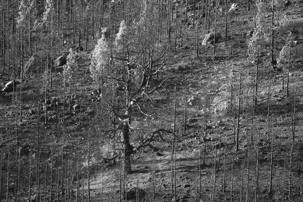 Floresta queimada em preto e branco — Fotografia de Stock