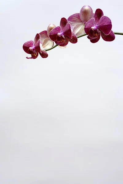 Orchidée pourpre et blanche — Photo