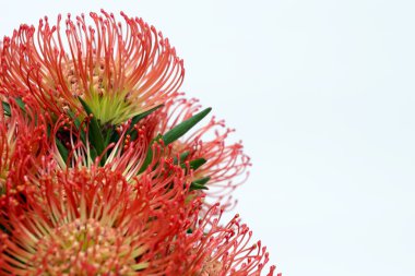 Protea