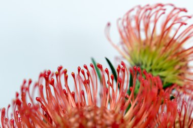 Protea
