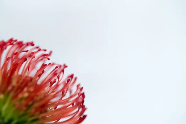 Protea — Stock Photo, Image