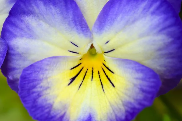 Blue, yellow and purple pansy — Stock Photo, Image