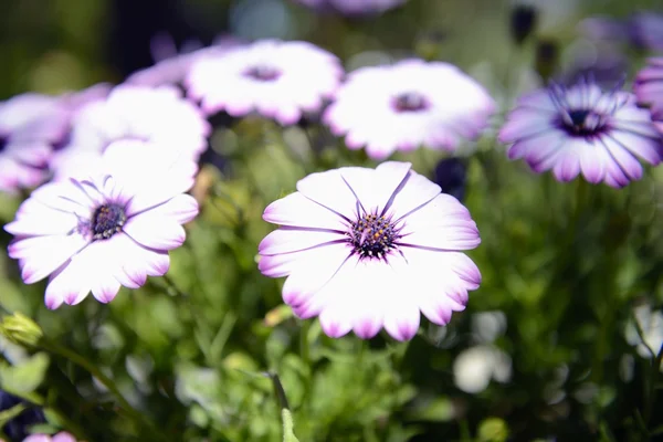 Purple daisies — Stock Photo, Image