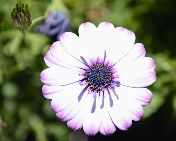 White and purple daisy — Stock Photo, Image