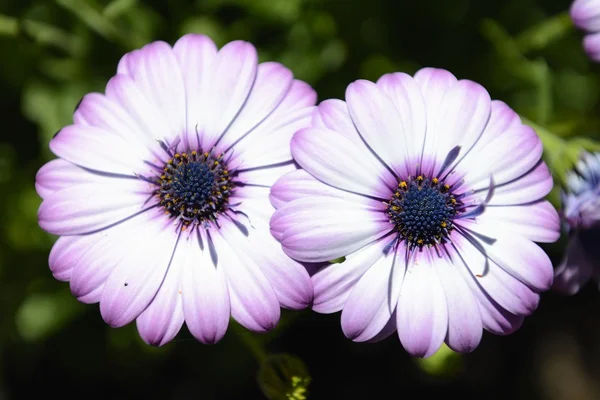 Purple daisies — Stock Photo, Image