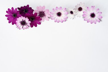 Beyaz ve mor papatya