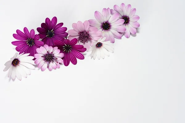 Margaritas blancas y moradas — Foto de Stock