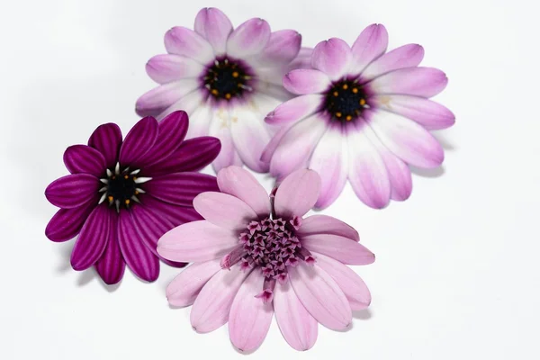 Purple and white daisies — Stock Photo, Image