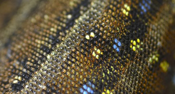 Lizard skin — Stock Photo, Image