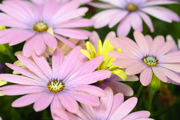 Pink and yellow saisies — Stock Photo, Image