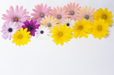 pembe ve sarı papatyalar